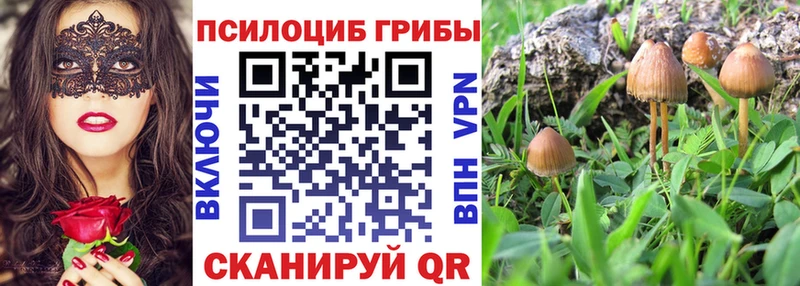 продажа наркотиков  Светлогорск  Галлюциногенные грибы GOLDEN TEACHER 
